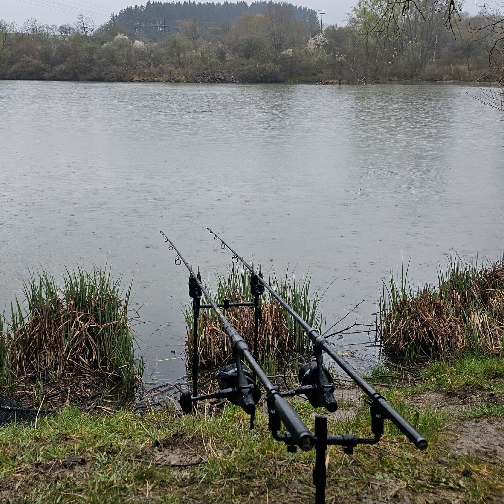 Gaugersee (Trossingen) angeln