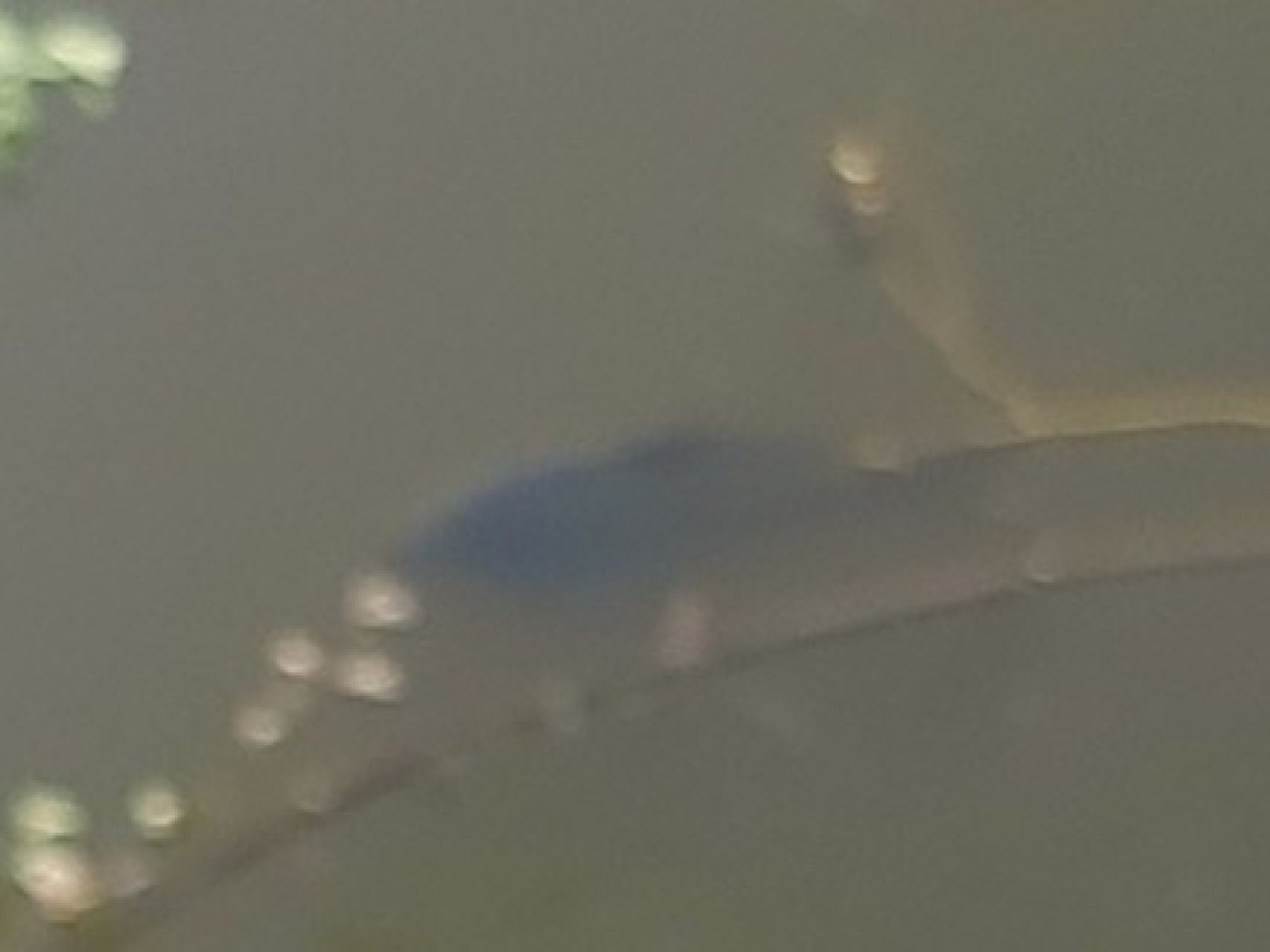 Industriesee (Ahaus) angeln