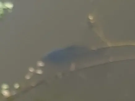 Industriesee (Ahaus) angeln