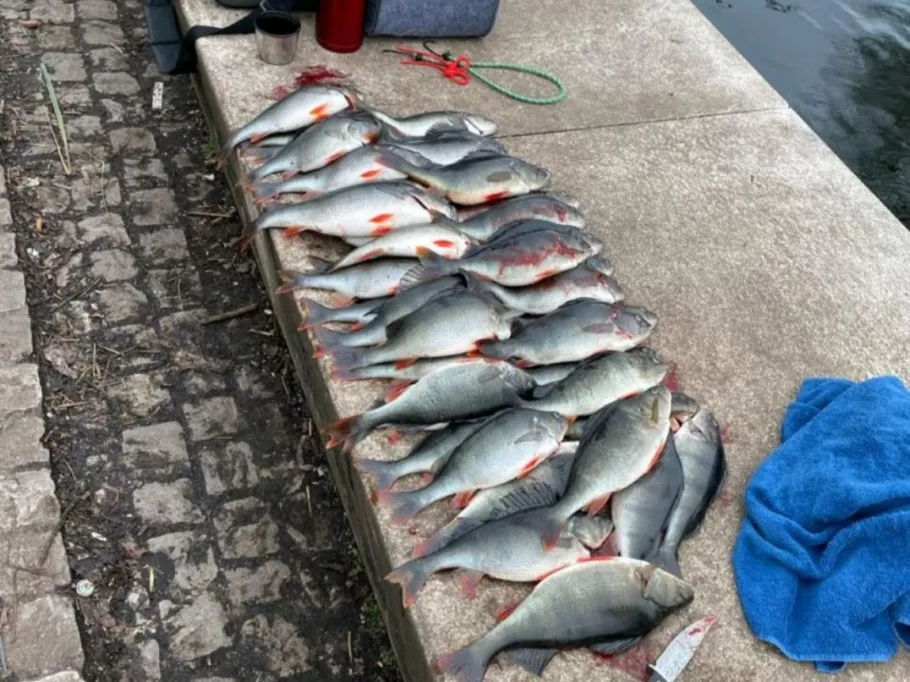 Alte Fahrt (Potsdam) angeln