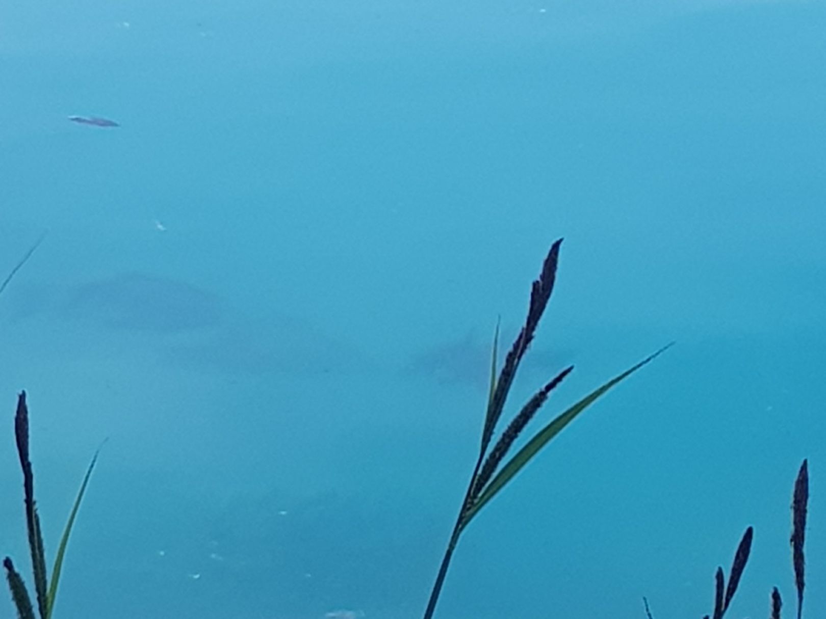 Kringsee (Königsbrunn) angeln