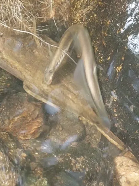 Zschopau (Wolkenstein) angeln