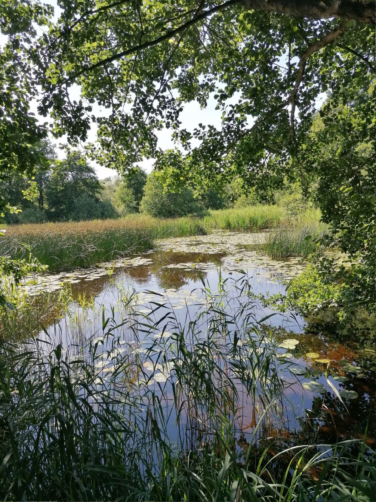 Torflöcher Klueß angeln