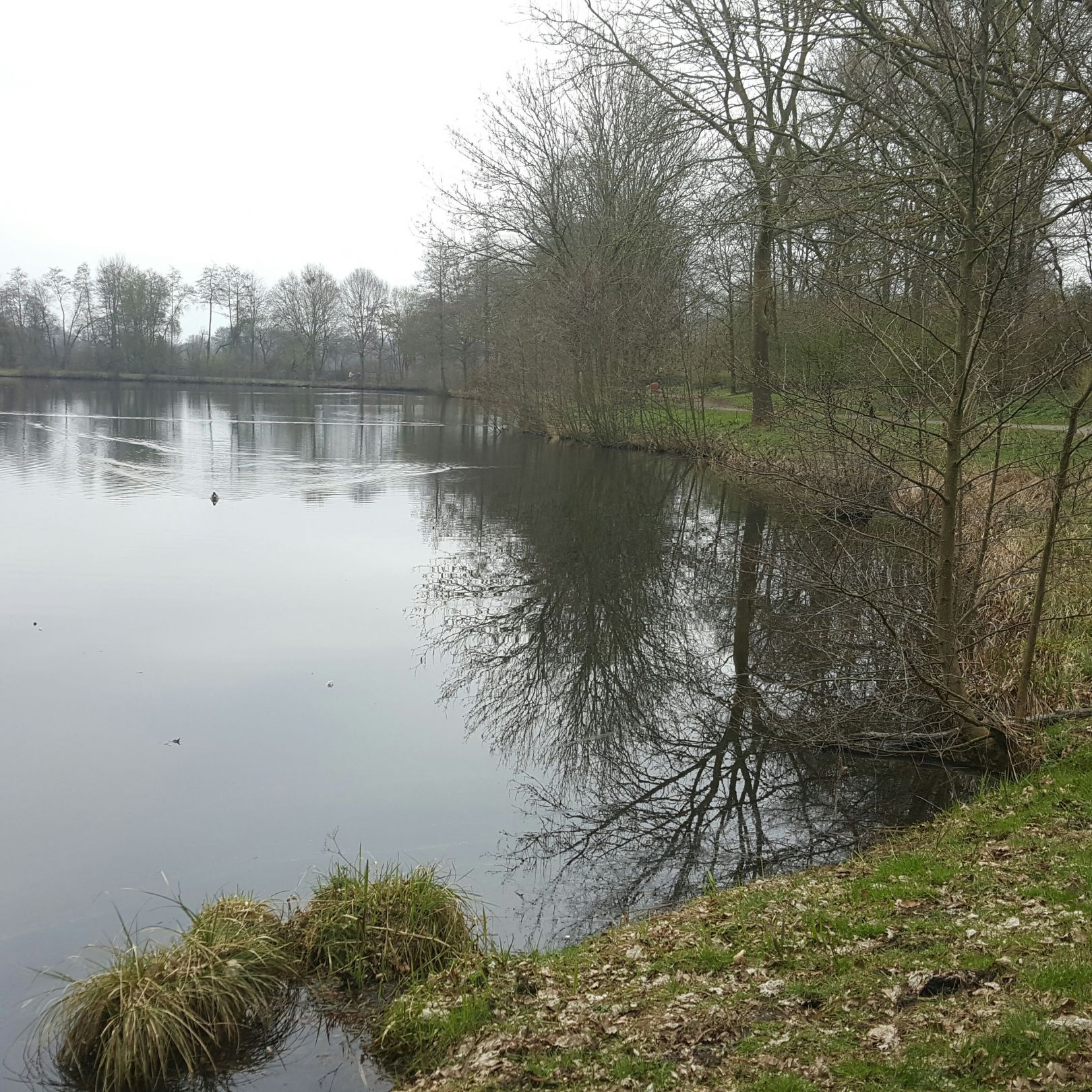 Mühlenteich (Cloppenburg) angeln