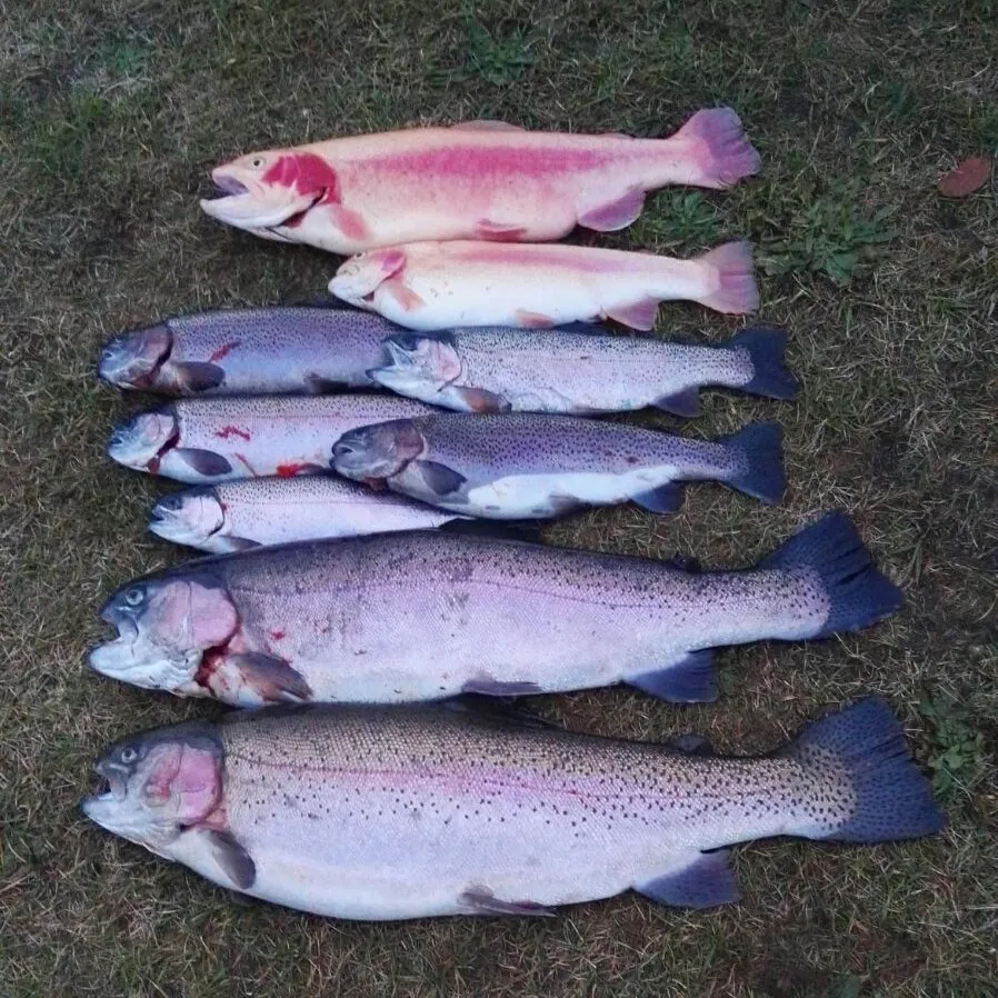 Trelleborgsee (Wasbek) angeln