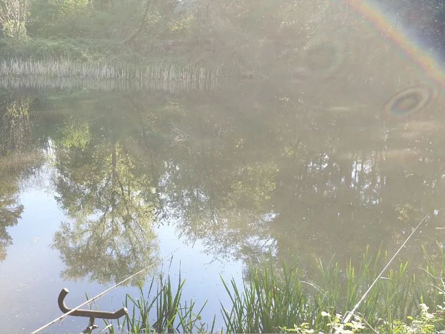 Dienstadter Weiher angeln