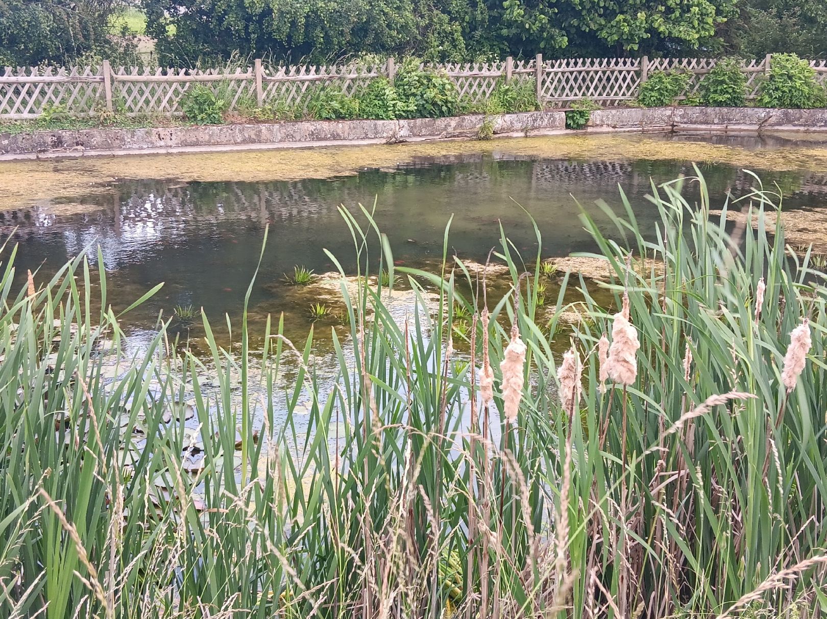 Dorfteich Greifenhagen angeln