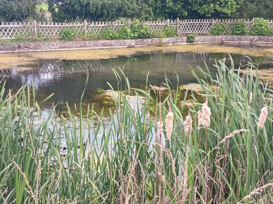 Dorfteich Greifenhagen angeln