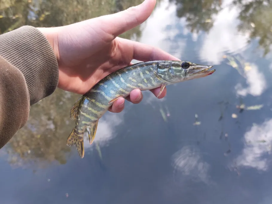 Kurparksee Bad Schwartau angeln