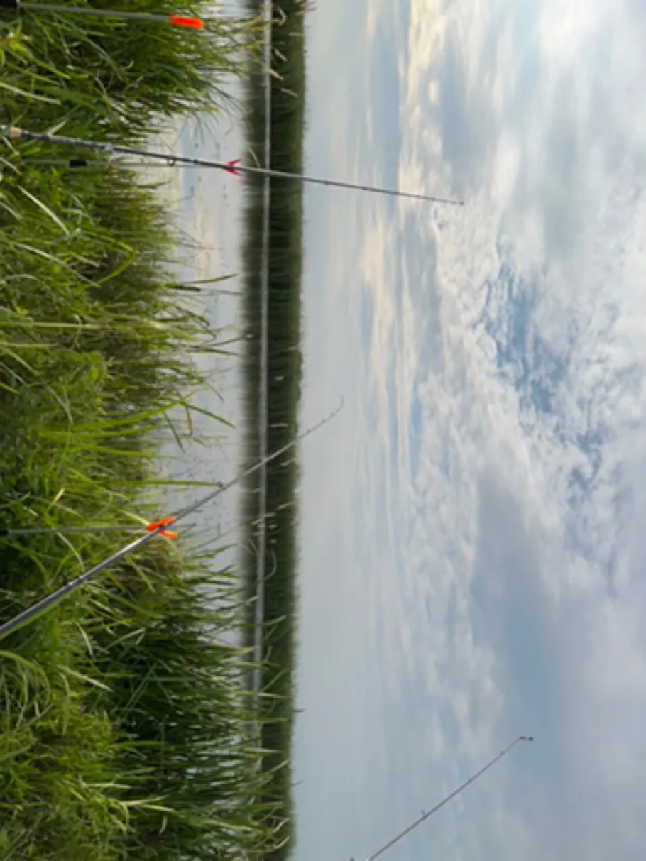 Treene (Wohlde) angeln