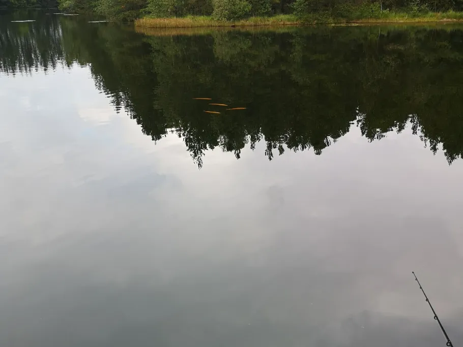 Bjerrely Fiskesø angeln