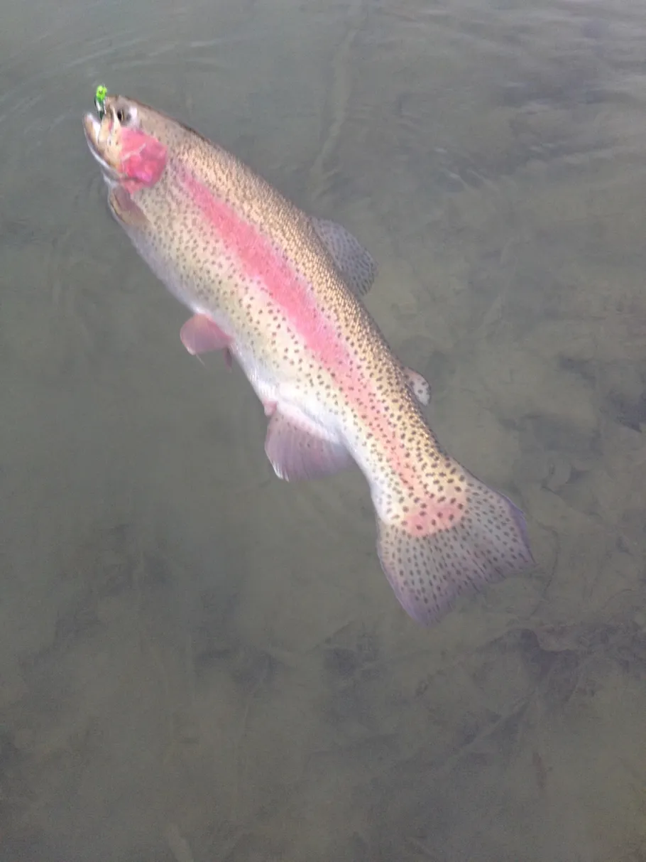 Traun (Traunstein) angeln