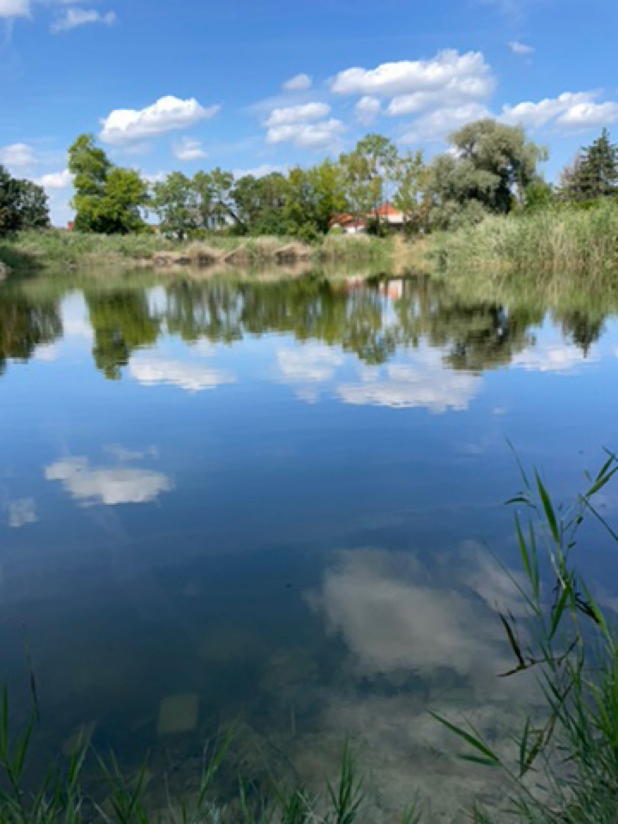 Krugsteich (Schafstädt) angeln