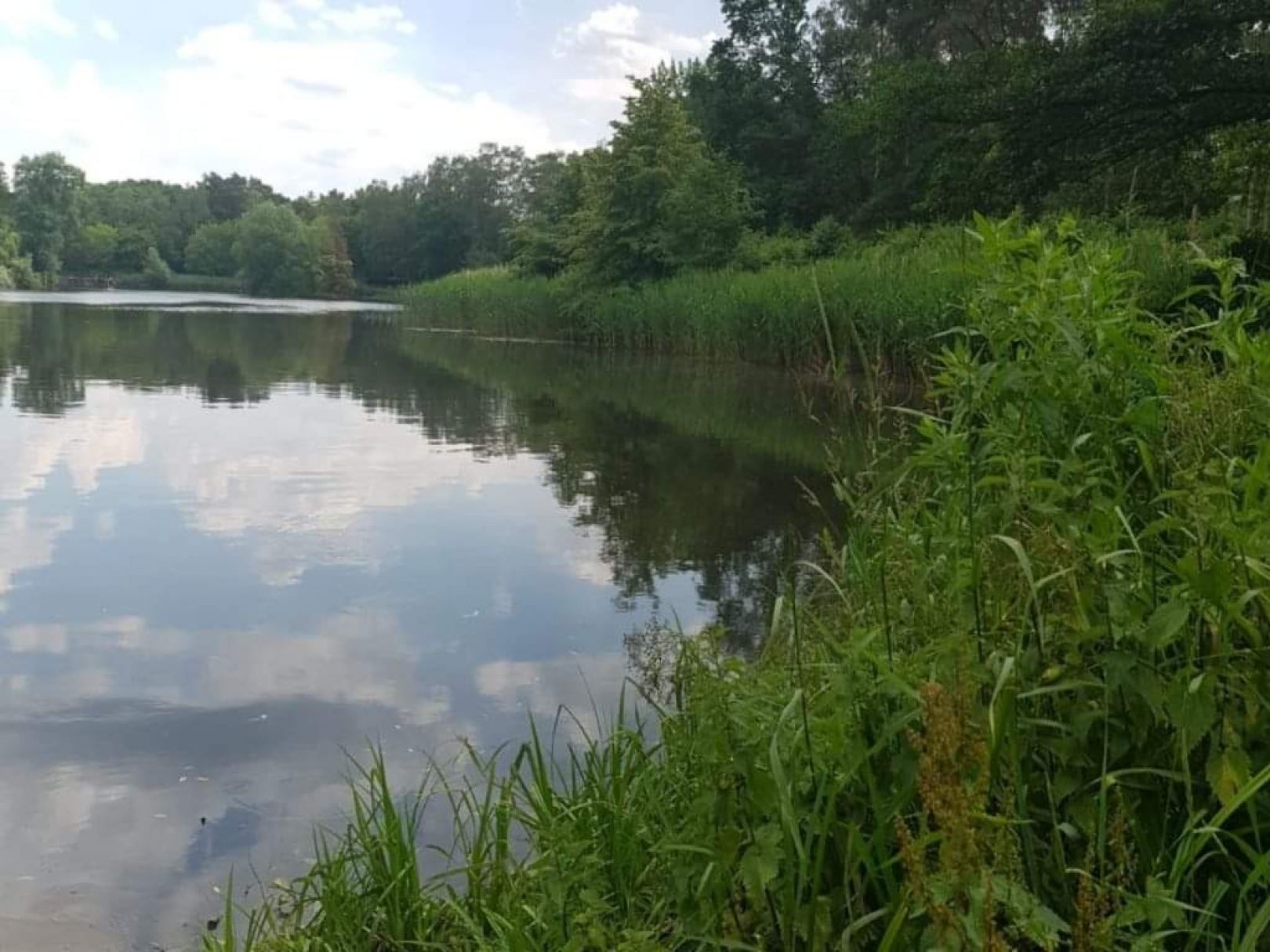 Stadtteich Buchholz in der Nordheide angeln