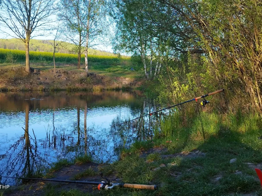Wiesenteich (Wienrode) angeln