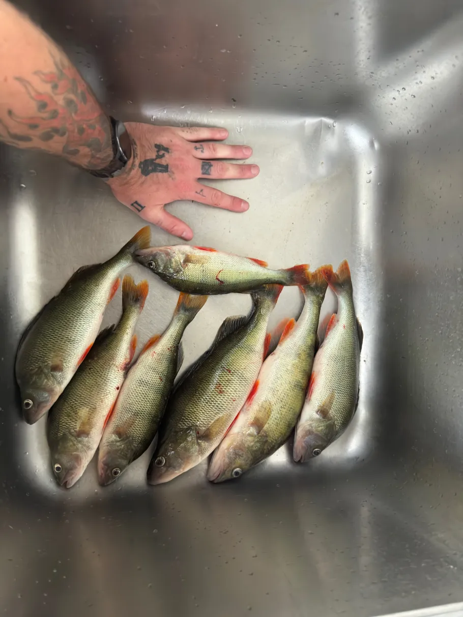 Domsee (Ratzeburg) angeln