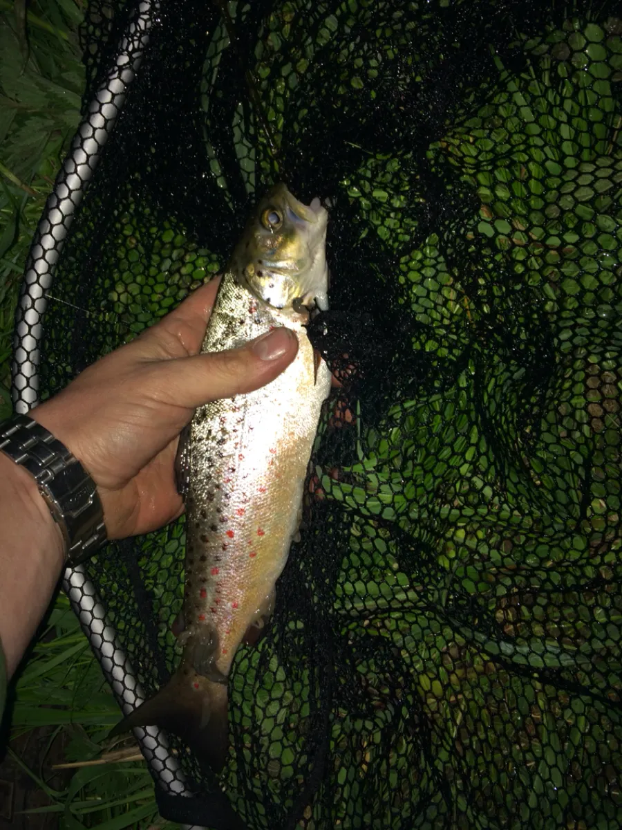 Leine (Einbeck) angeln