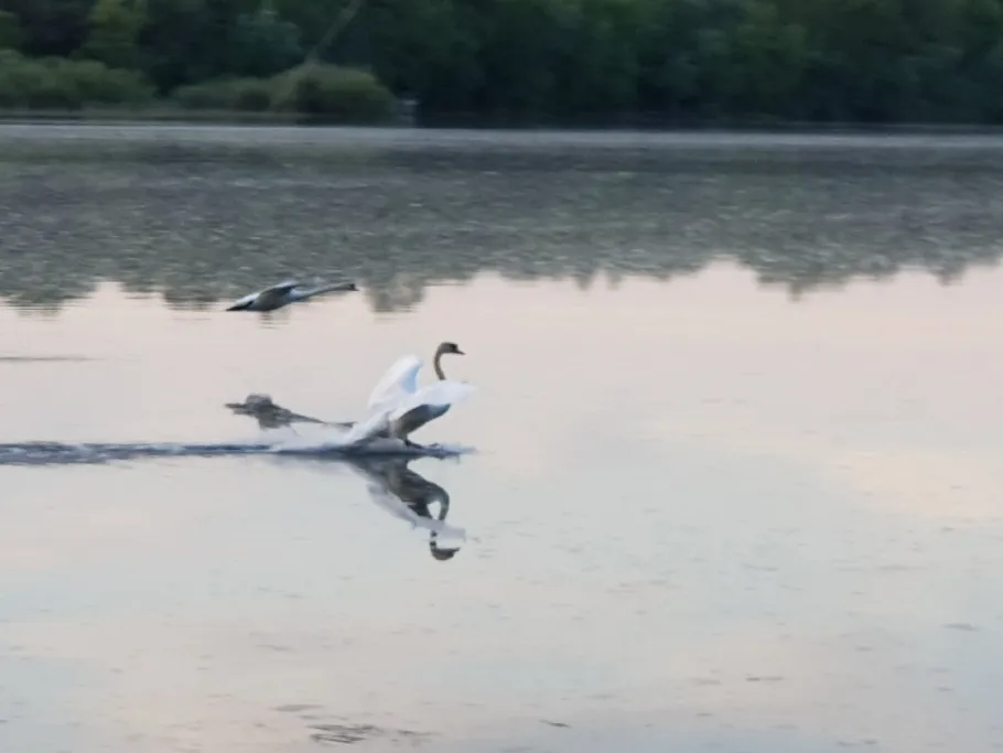 Fermasee (Rheinstetten) angeln