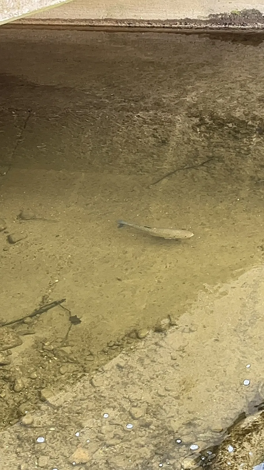 Nonnenbach (Kressbronn) angeln