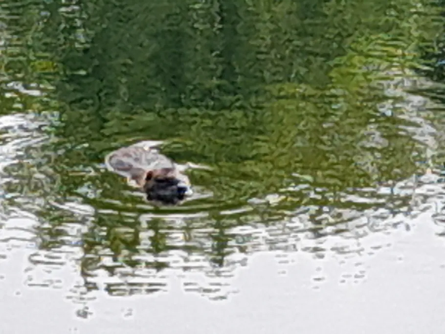 Großer Mühlteich (Schkopau) angeln