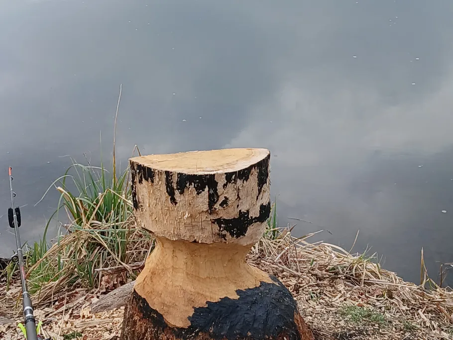 Umflutkanal Lübben angeln