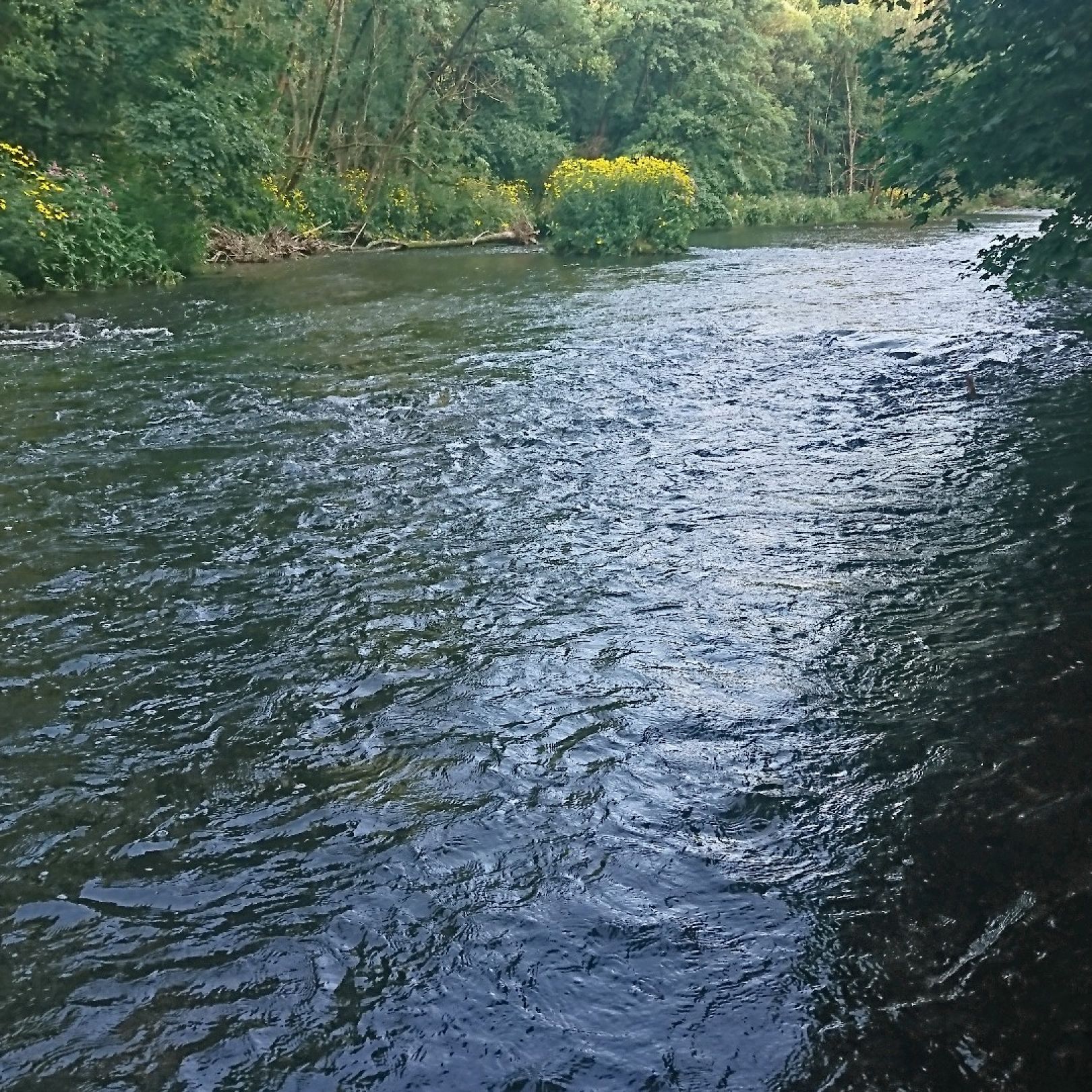 Wupper (Beyenburg) angeln