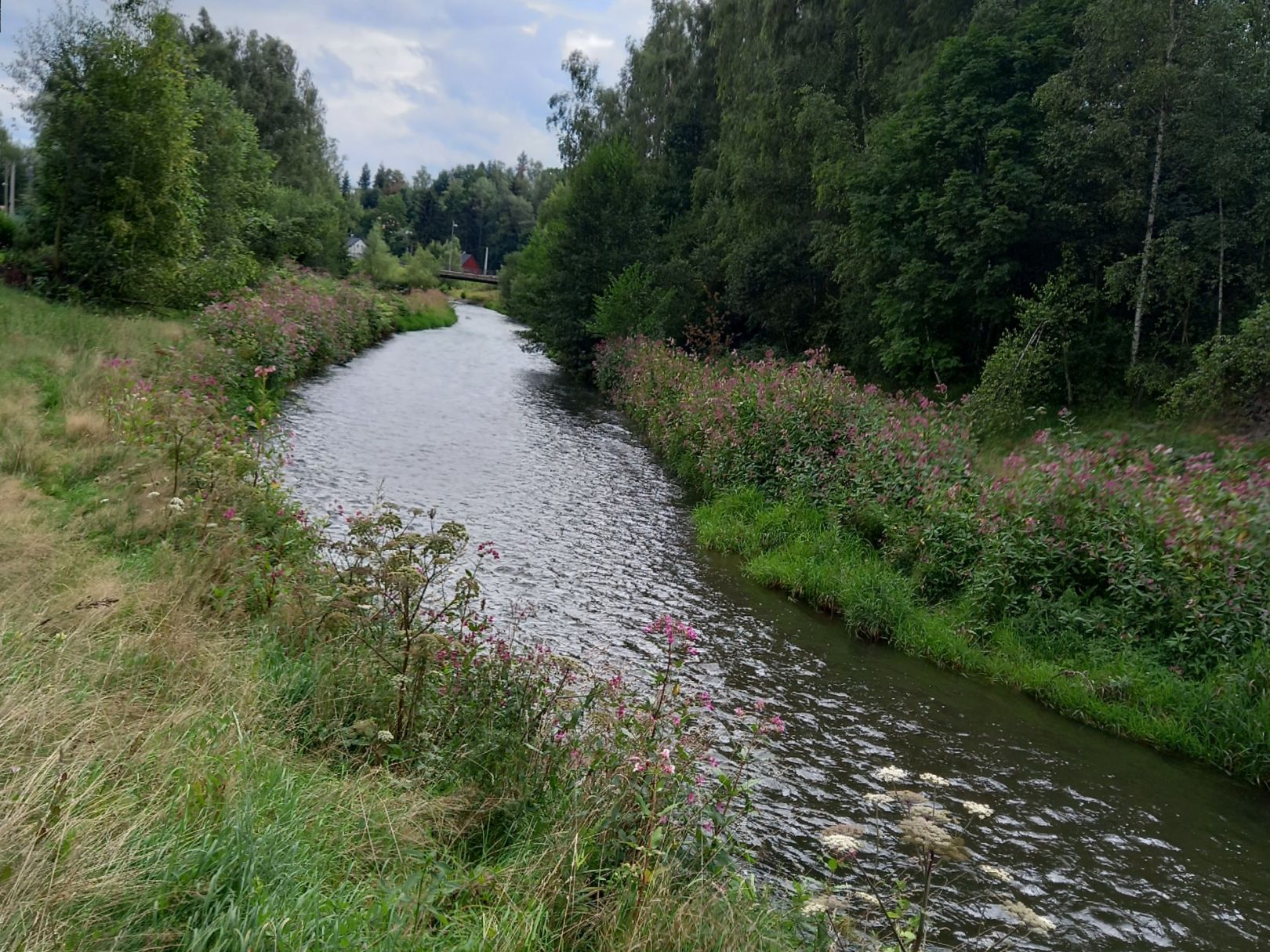 Freiberger Mulde (Halsbrücke-Großschirma) angeln