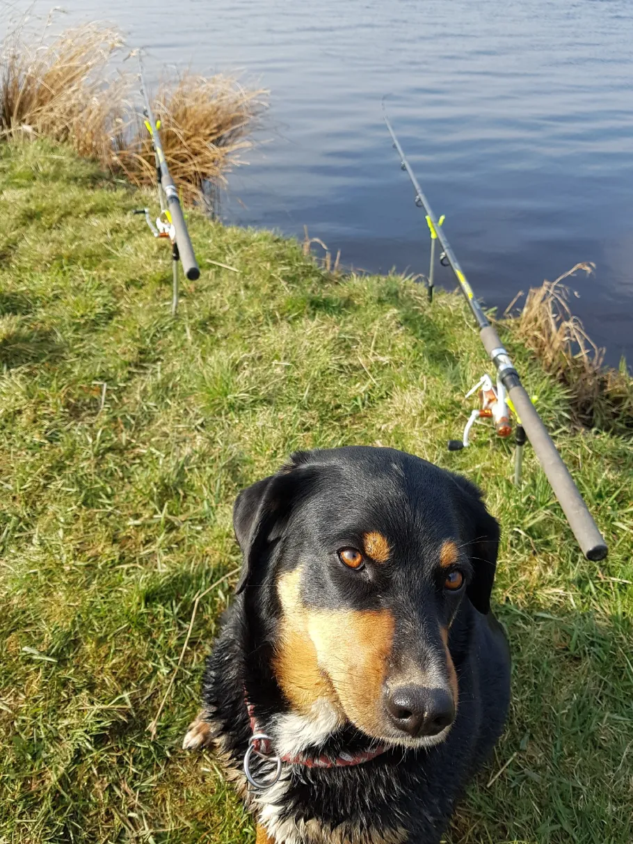 Geeste (Spaden) angeln