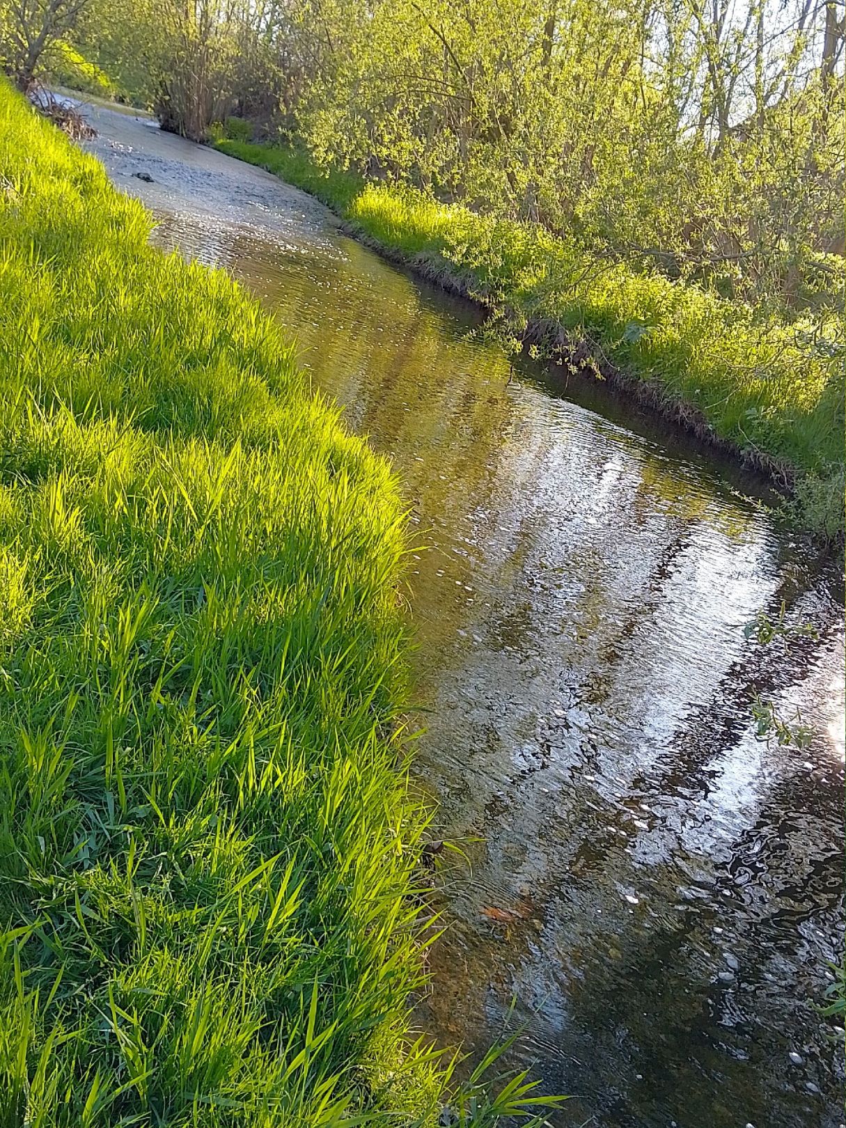 Holtemme (Halberstadt) angeln