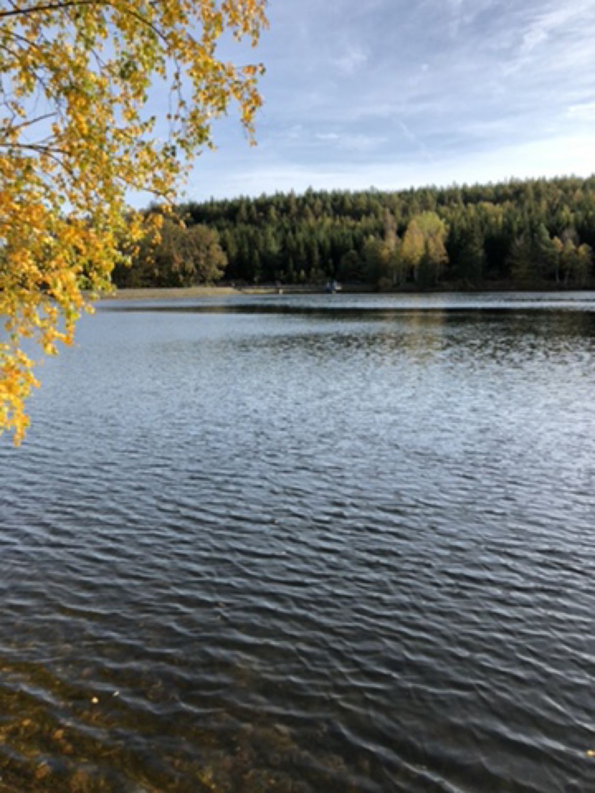 Neuer Teich (Gernrode) angeln