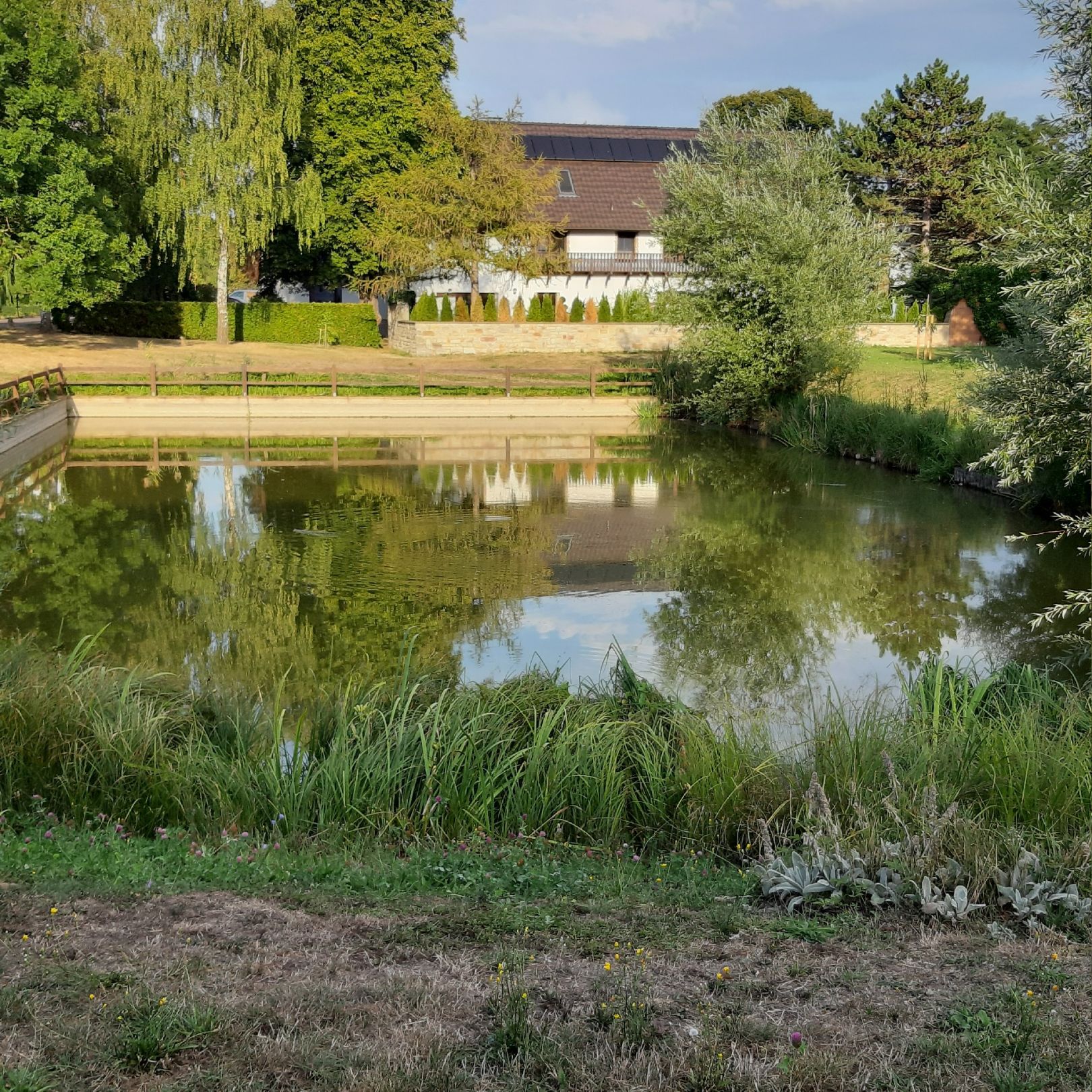 Dorfteich Blösien angeln