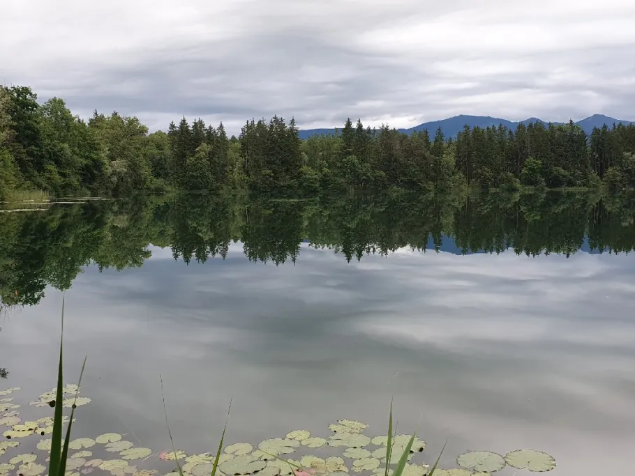 Wöhrsee (Rohrdorf) angeln