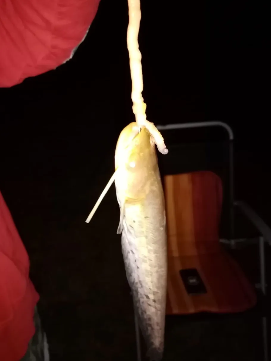 Unstrut (Kalbsrieth) angeln