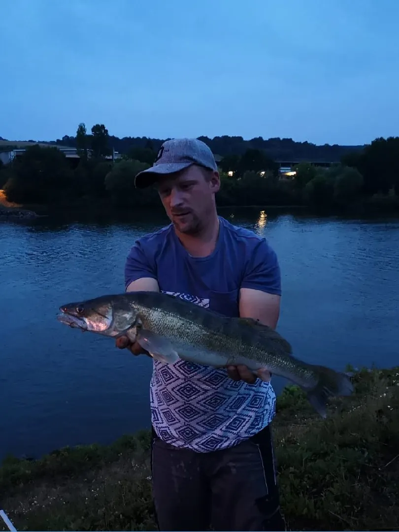 Main (Marktbreit) angeln