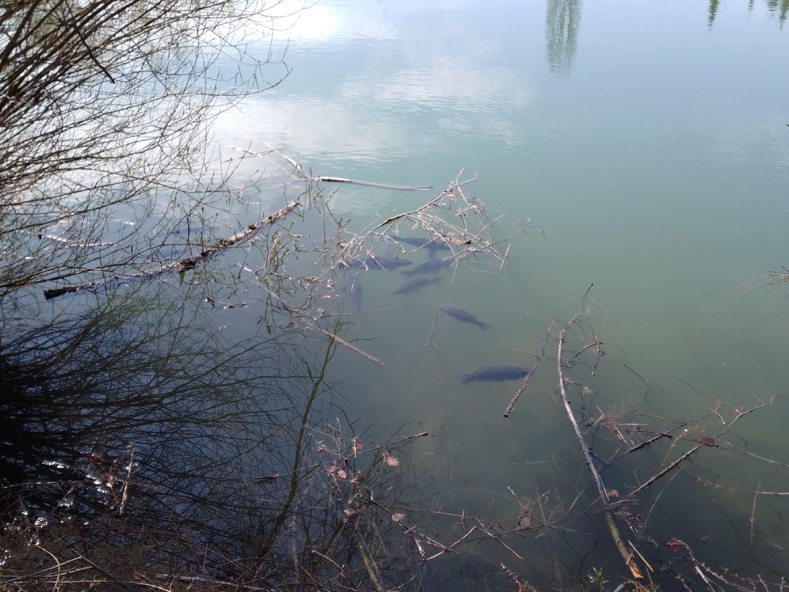 Kreuzbergweiher (Weingarten) angeln