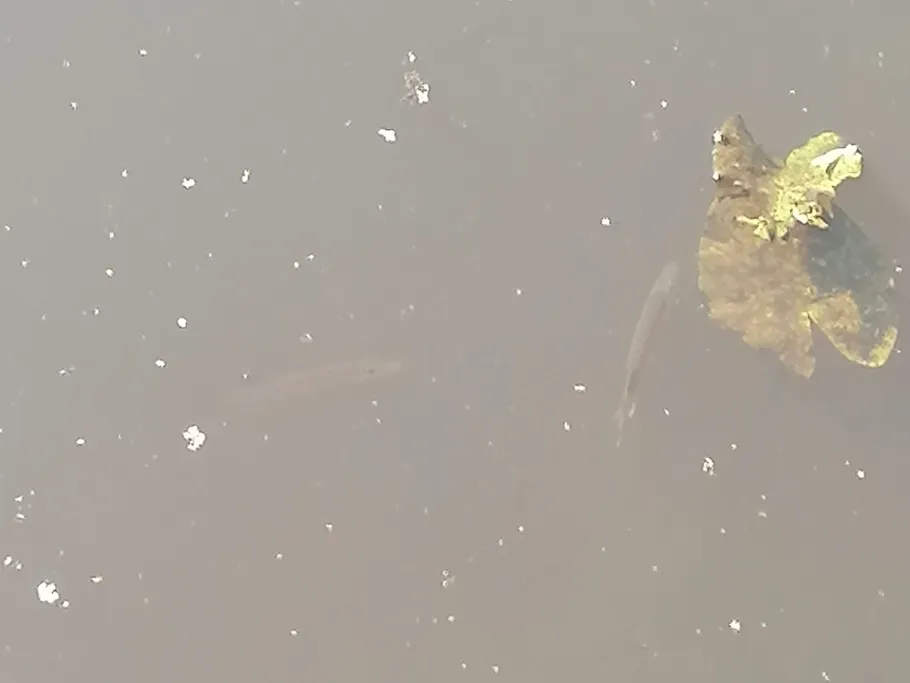 Raa (Elmshorn) angeln