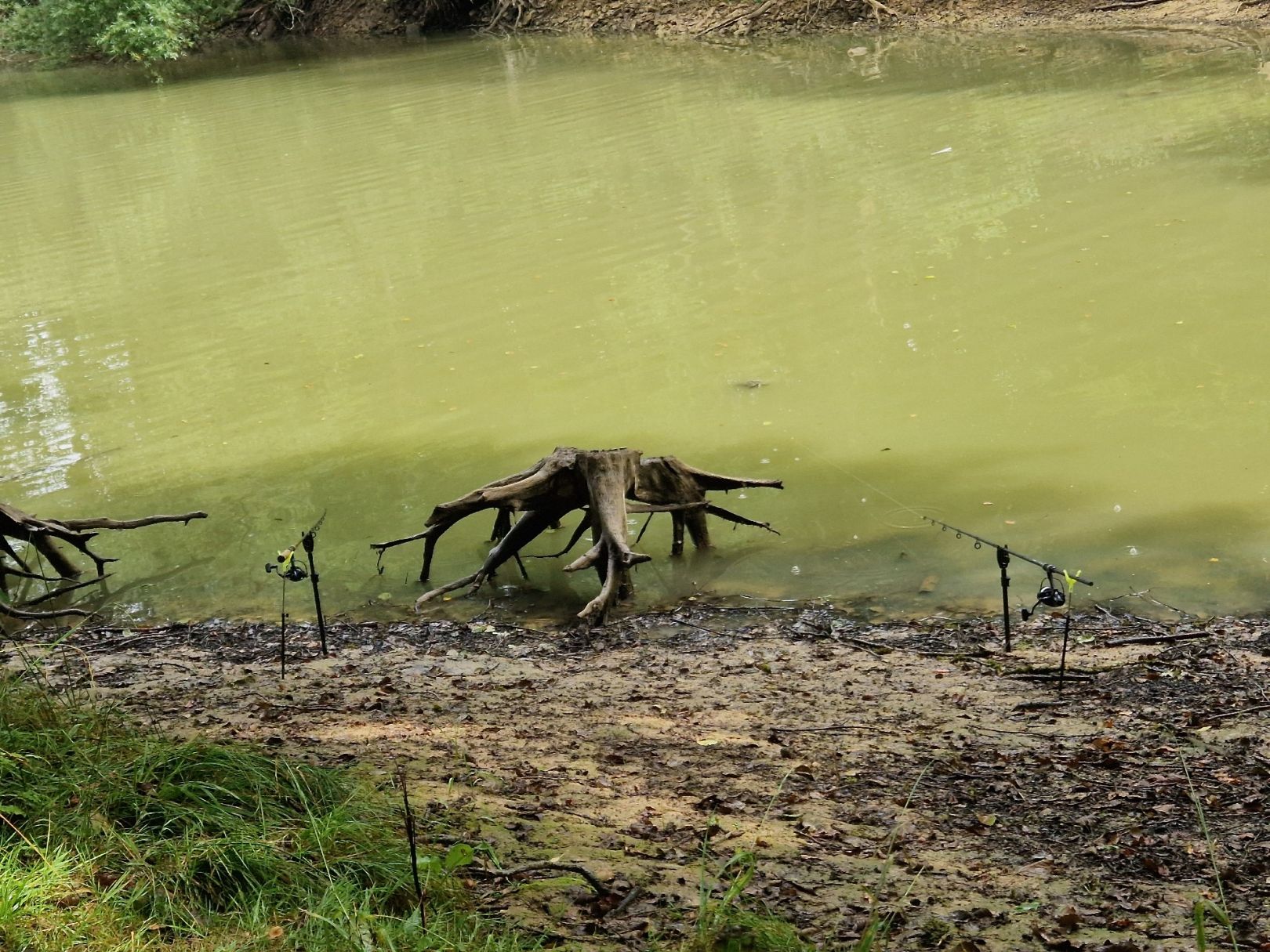 Roßteich (Ebersbach) angeln