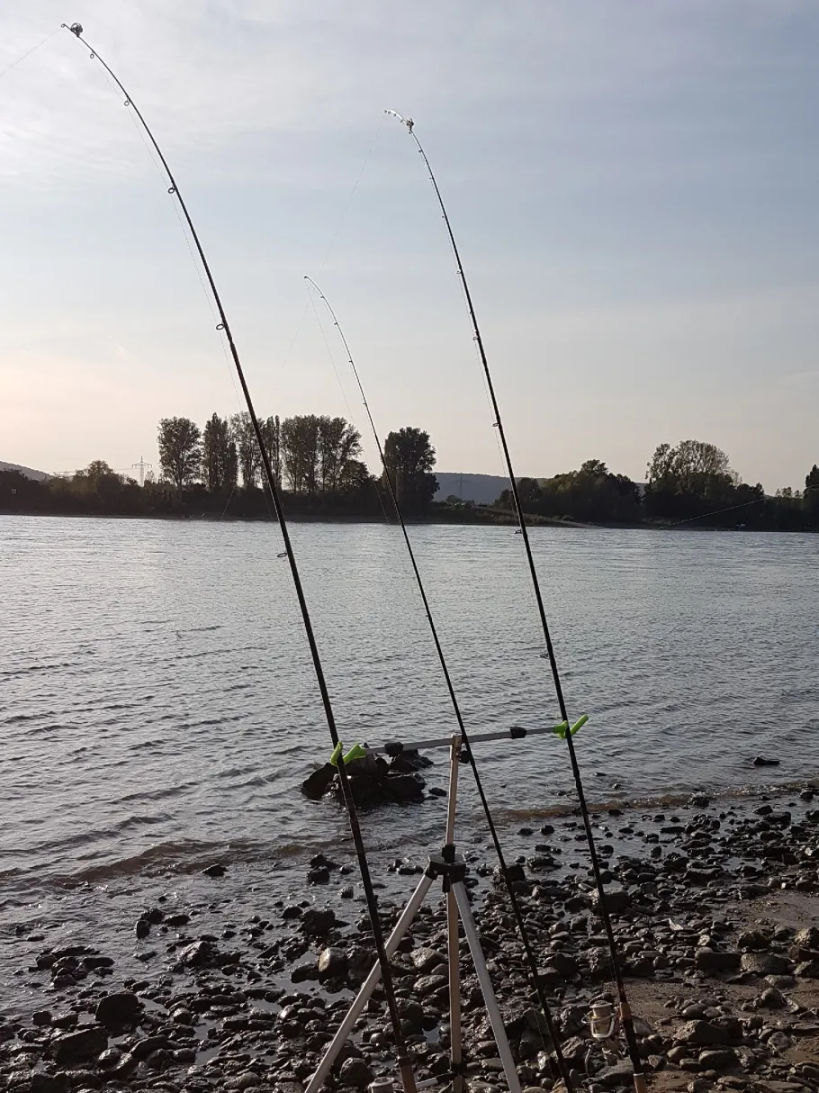 Rhein (Sinzig/Leubsdorf) angeln