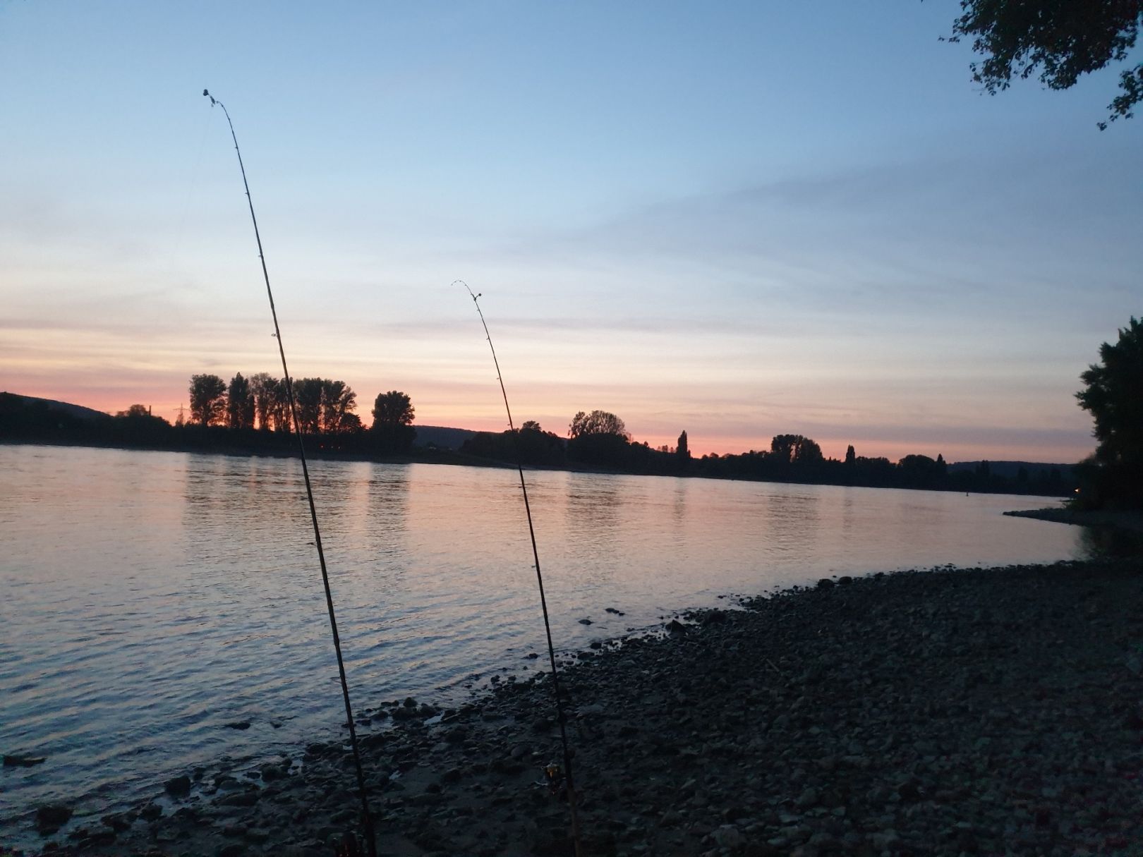 Rhein (Sinzig/Leubsdorf) angeln