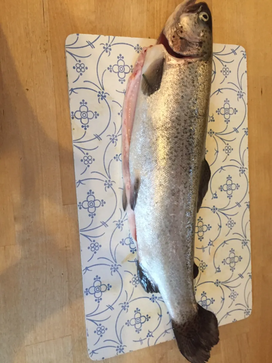 Nordsee (Sylt-Rantum) angeln