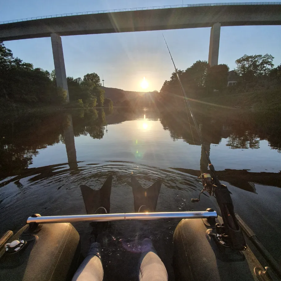 Lahn (Lahnstein) angeln