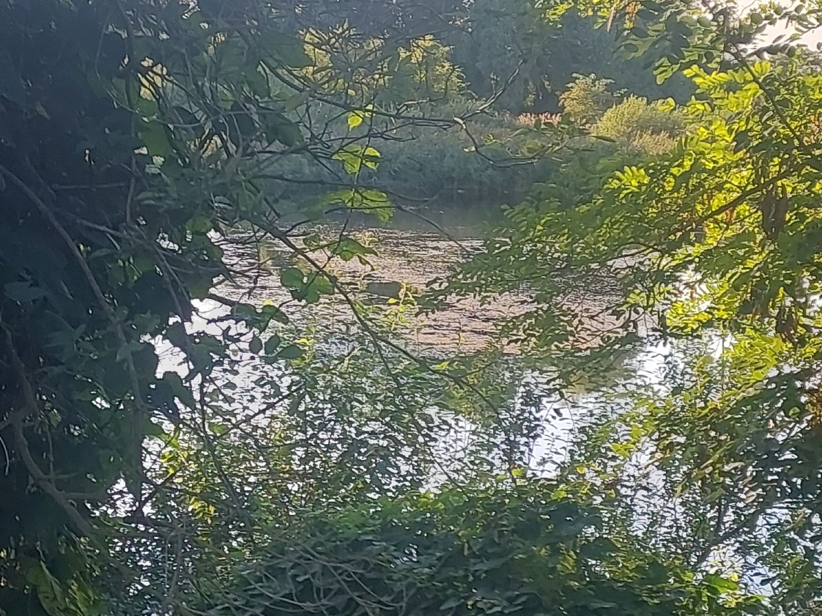 Holzplatzteich (Osternienburg) angeln