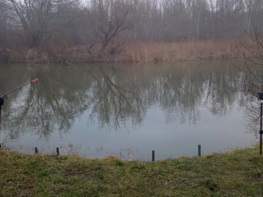 Saalealtarm Hohenweiden angeln