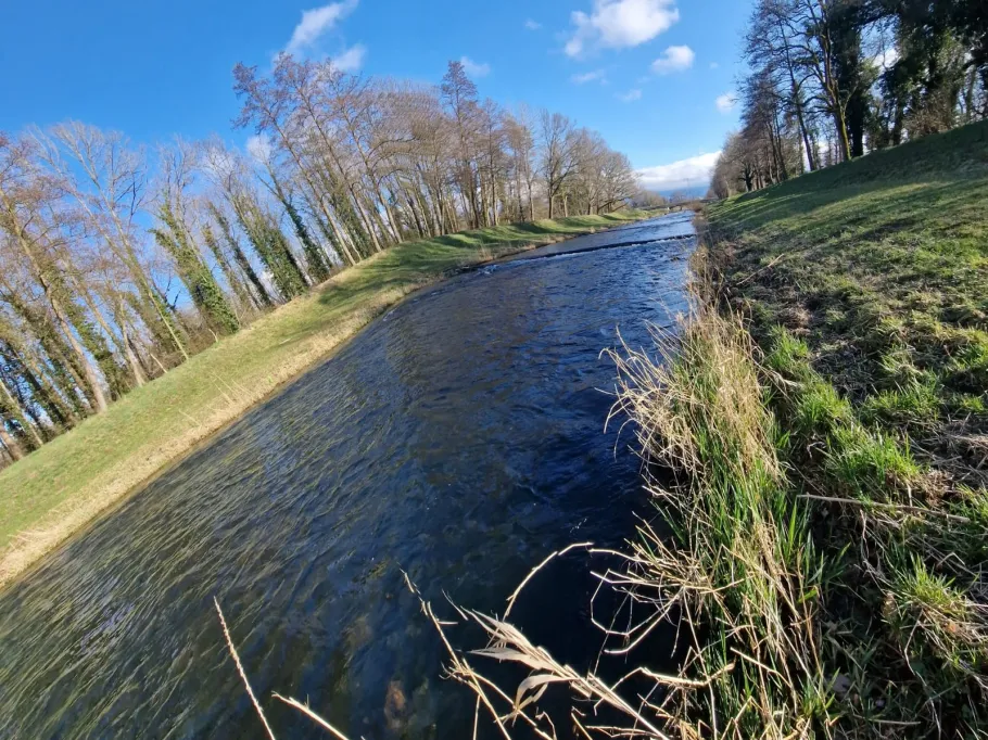 Dreisam (March) angeln