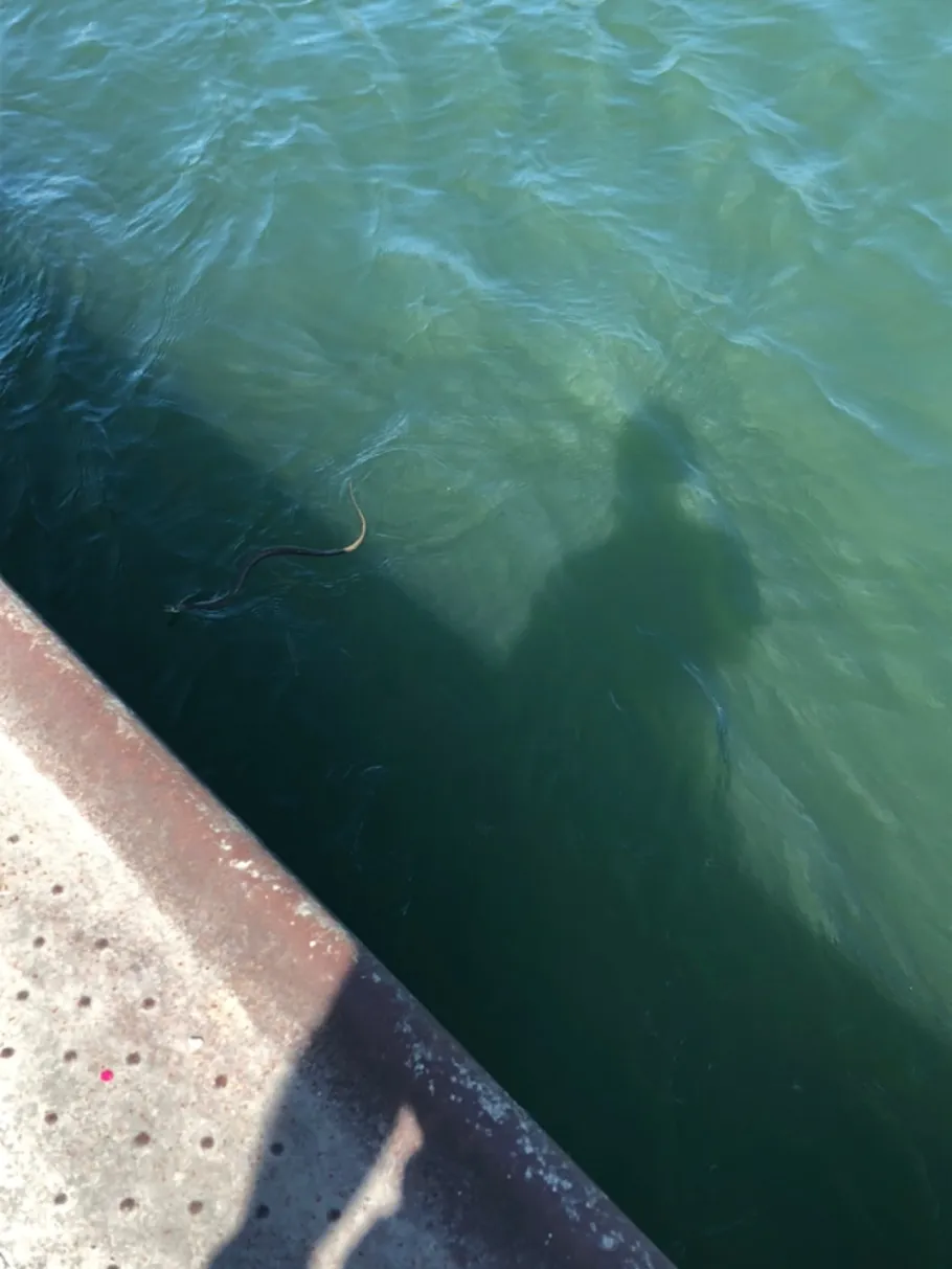 Rhein (Bingen/Rhein) angeln