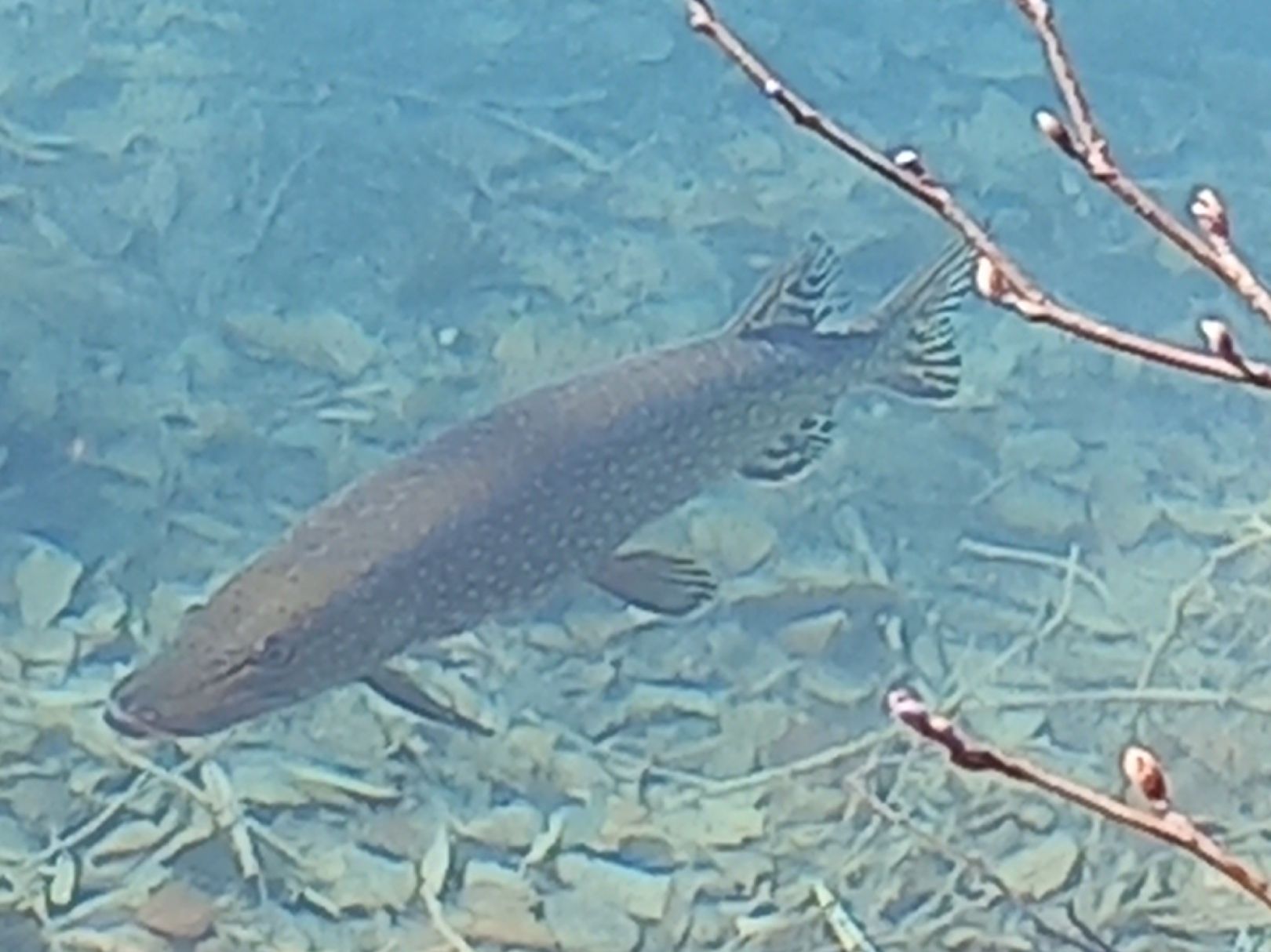 Petriweiher (Königsbrunn) angeln