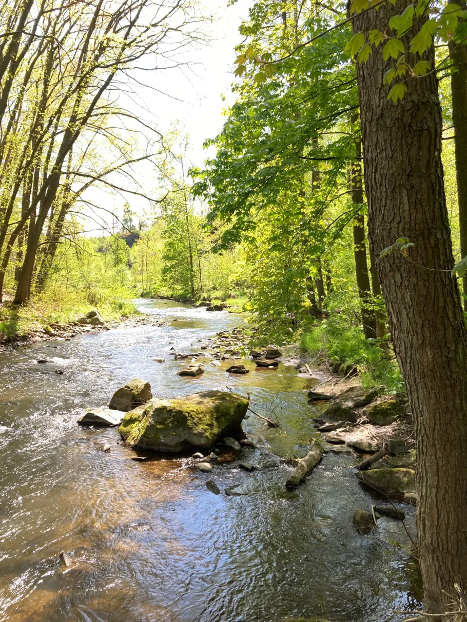 Freiberger Mulde (Weißenborn/Erzgebirge) angeln