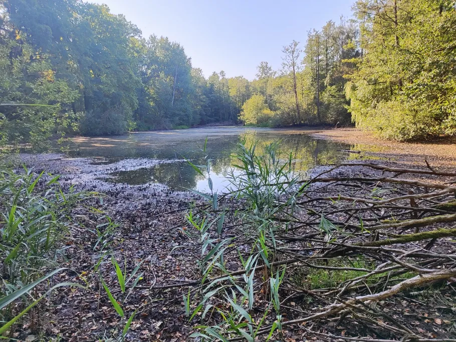Holzteich Buchwäldchen angeln