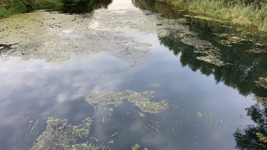 Kalflak (Emmericher Eyland) angeln