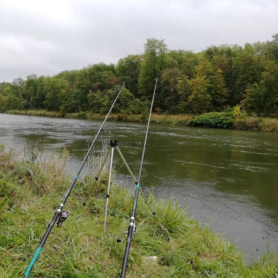 Donau (Lauingen) angeln